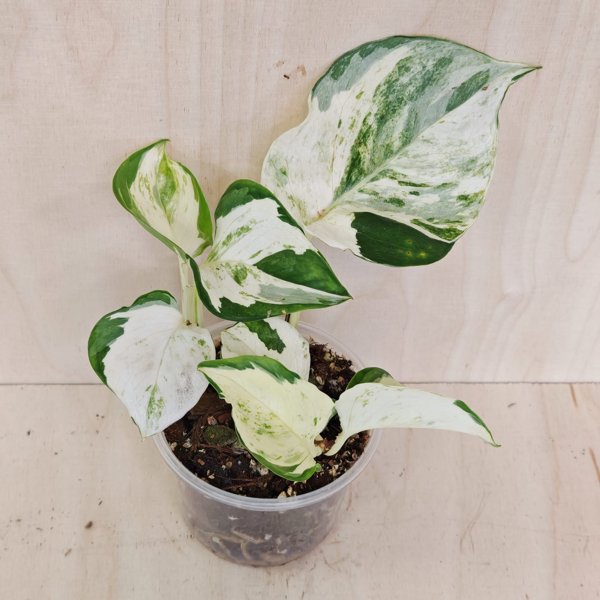 Product image of  Epipremnum Aureum Manjula