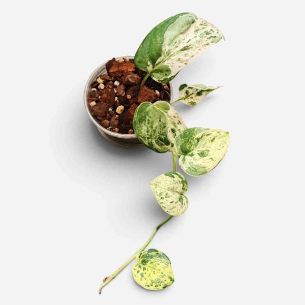 Product image of  Scindapsus Dark Cloud Variegata