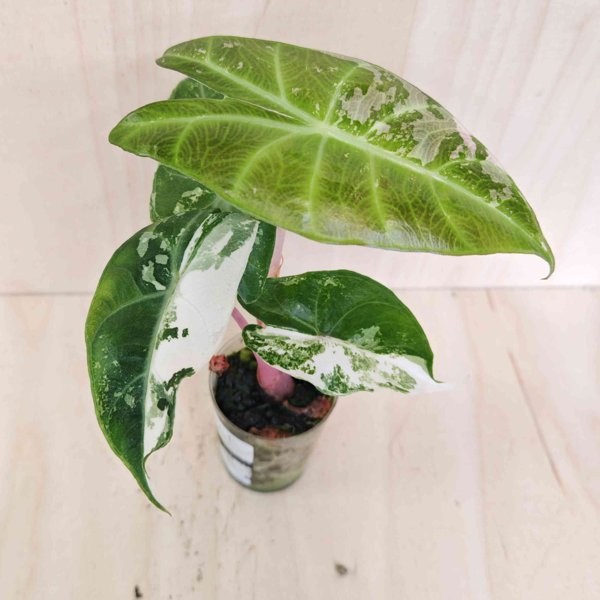 Product image of  Alocasia Pink Dragon Albo
