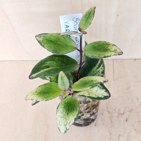 Product image of  Aeschynanthus lobbianus Variegata