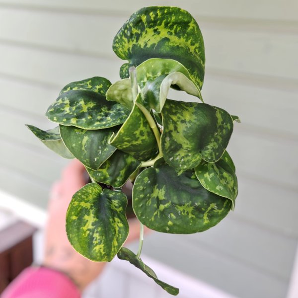 Product image of  Scindapsus exotica Macan (pistokas)