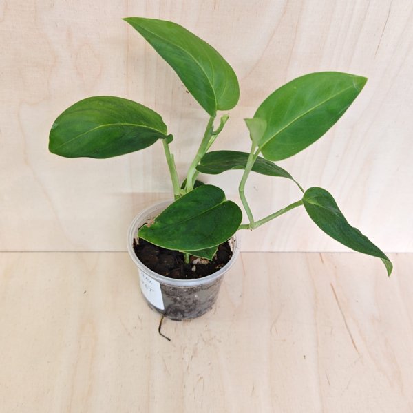 Product image of  Monstera sp. Velvet