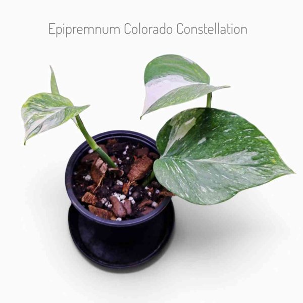 Product image of  Epipremnum Aureum Colorado Constellation