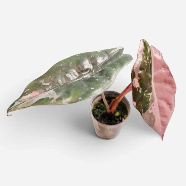 Product image of  Alocasia Chantrieri Pink
