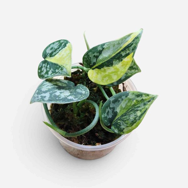 Product image of Scindapsus Apolaki