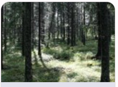 Product image of  KORPIMETSÄ – Korkearesoluutioinen suomalainen luontokuva.