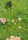 Product image of  KIILLEMUSTESIENI (Coprinellus micaceus) - (Rajoitettu erä)