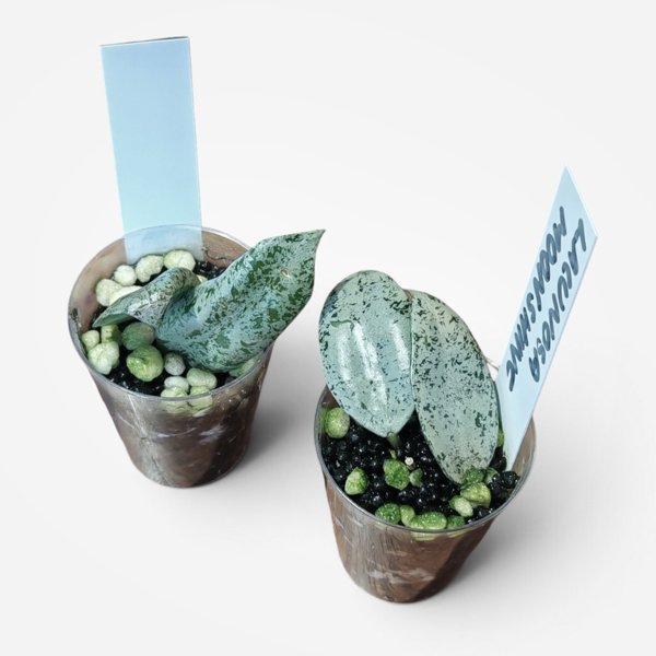 Product image of  Hoya Lacunosa Moonshine (pistokas)