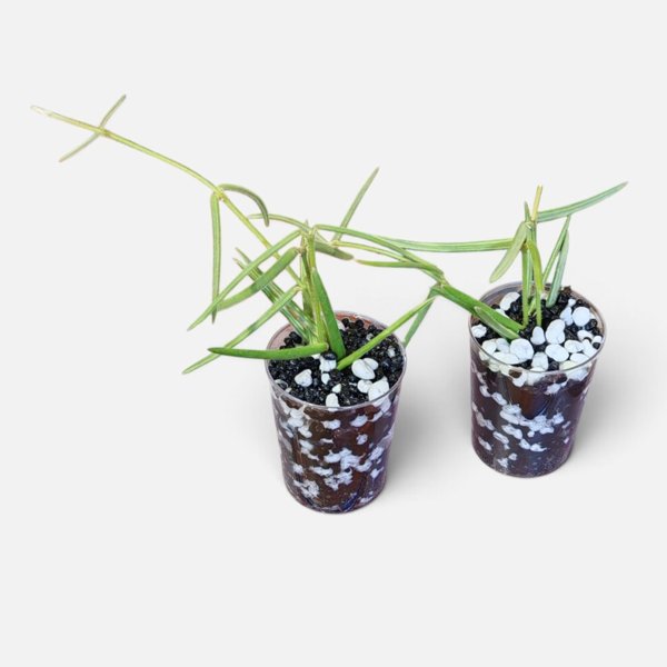 Product image of  Hoya Linearis (pistokas)