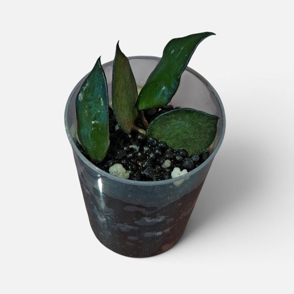 Product image of  Hoya krohniana Black (pistokas)