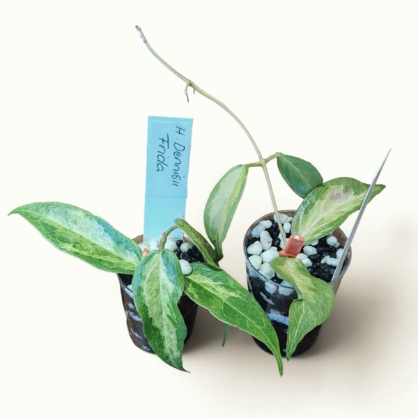 Product image of  Hoya Dennisii Frida (pistokas)