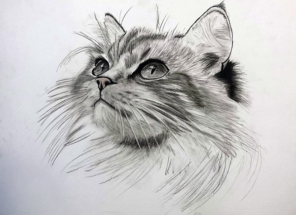 Product image of  Kitty