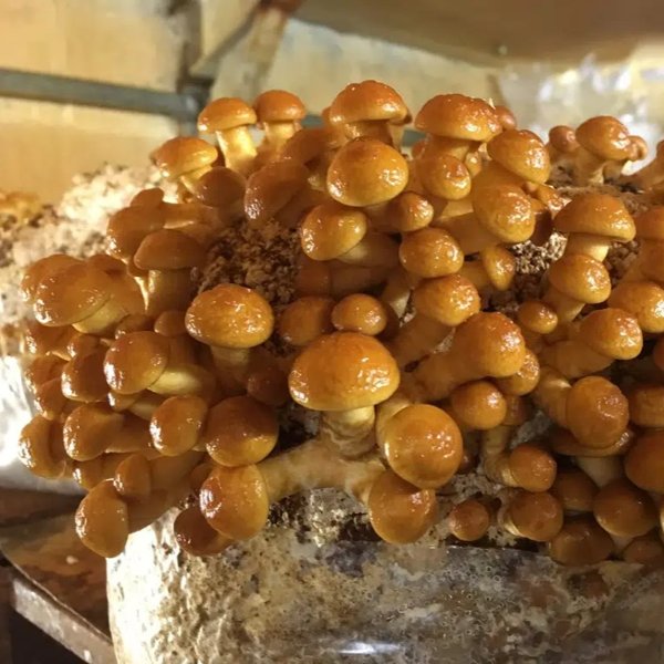 Product image of  Iso kasvatuspötkö, nameko / Large growbag, nameko (20L)