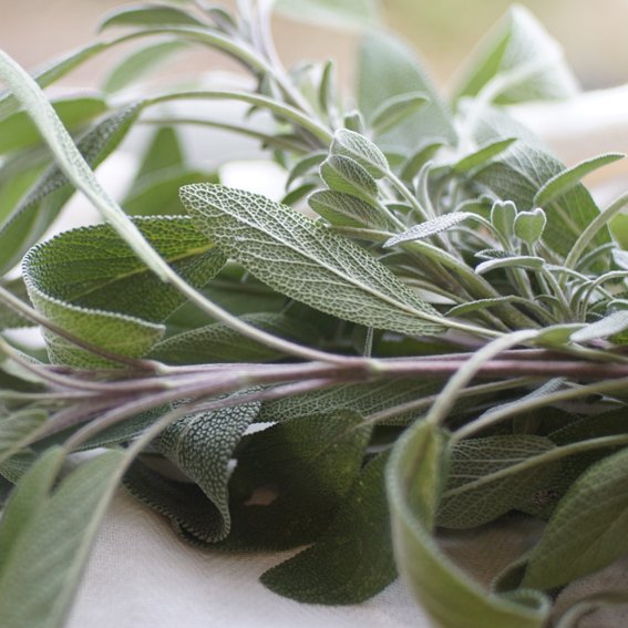 Product image of  Salvia -suitsuke/tee-sidos