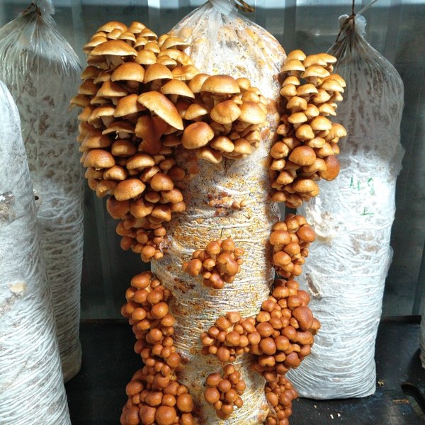 Product image of  Iso kasvatuspötkö, nameko / Large growbag, nameko (20L)