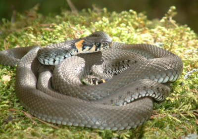 Product image of  RANTAKÄÄRMEEN SYYSPARITTELU (Natrix natrix) – Harvinainen kuva
