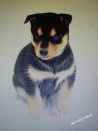 Product image of  Sielukas susihuskyn pentukuva