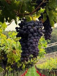 Product image of  20.10.2026 Malbec - landskamp Argentina mot Frankrike