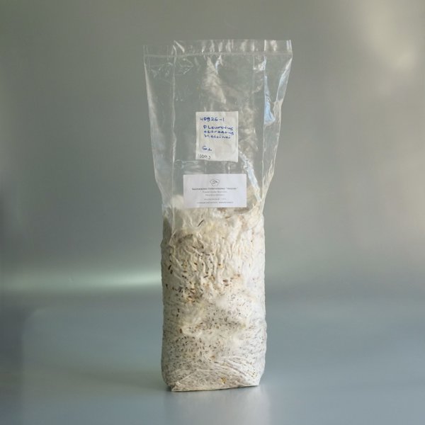 Product image of  Jyvärihmasto / Grain spawn (1.2 kg)