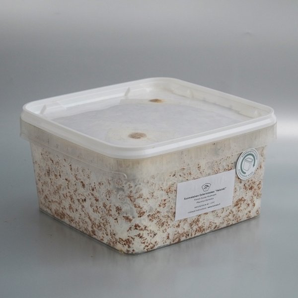 Product image of  Sahanpuru rihmasto / Sawdust spawn