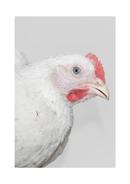 Product image of  Alkuaine: Kana