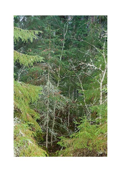 Product image of  Alkuaine: Puut