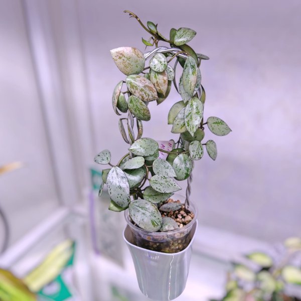 Product image of  Hoya Lacunosa Mint coin (pistokas)