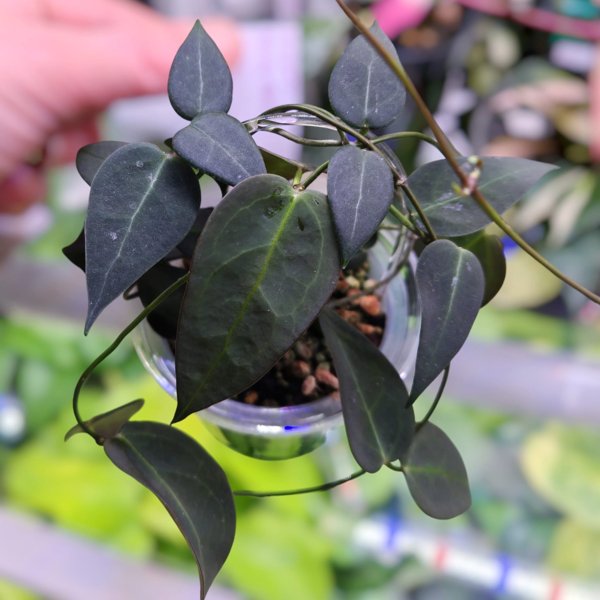 Product image of  Hoya carrii NS13-064 (pistokas)