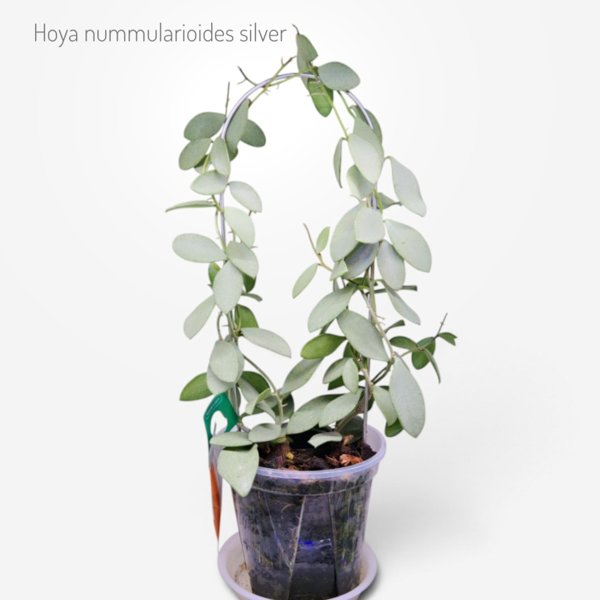 Product image of  Hoya Nummularioides silver (pistokas)