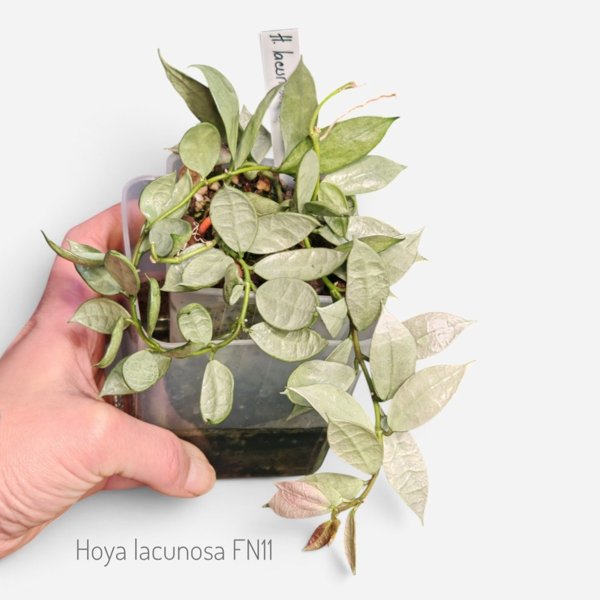 Product image of  Hoya Lacunosa FN11 (pistokas)