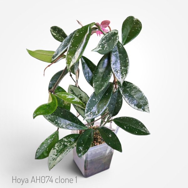 Product image of  Hoya AH074 clone1 (pistokas)