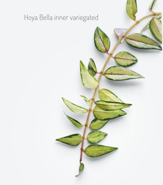 Product image of  Hoya Bella luis bois (pistokas)