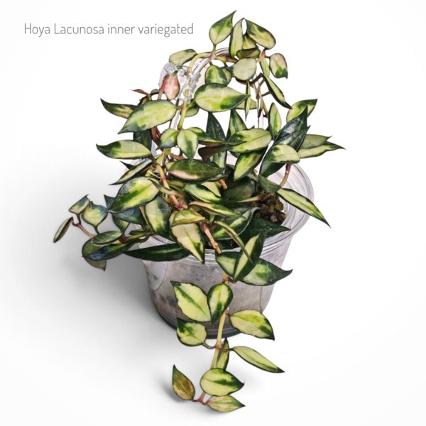 Product image of  Hoya Lacunosa inner variegata (pistokas)