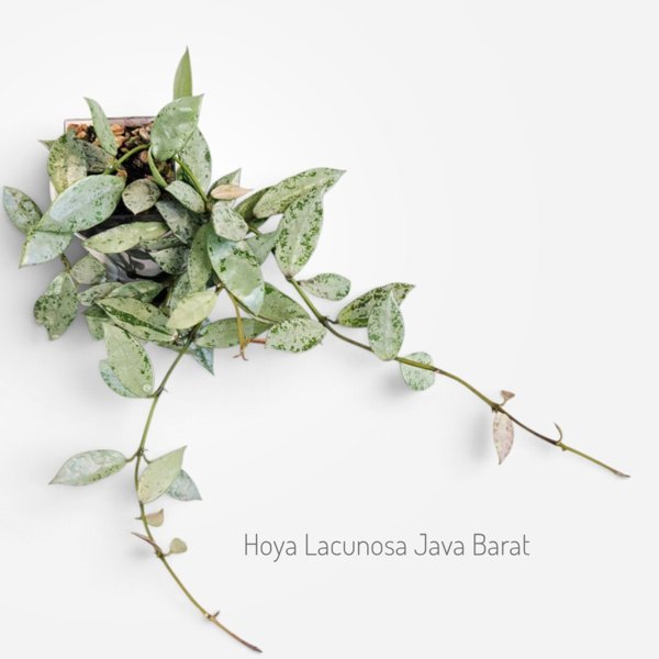 Product image of  Hoya lacunosa Java Barat (pistokas)