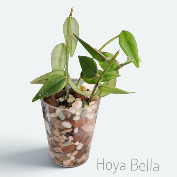 Product image of  Hoya Bella