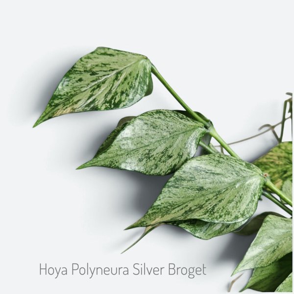 Product image of  Hoya Polyneura Silver Broget (pistokas)